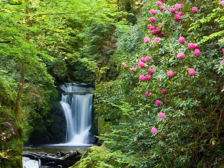 Ein idyllischer Wasserfall im mittleren Schwarzwald umgeben von lila Blumen.