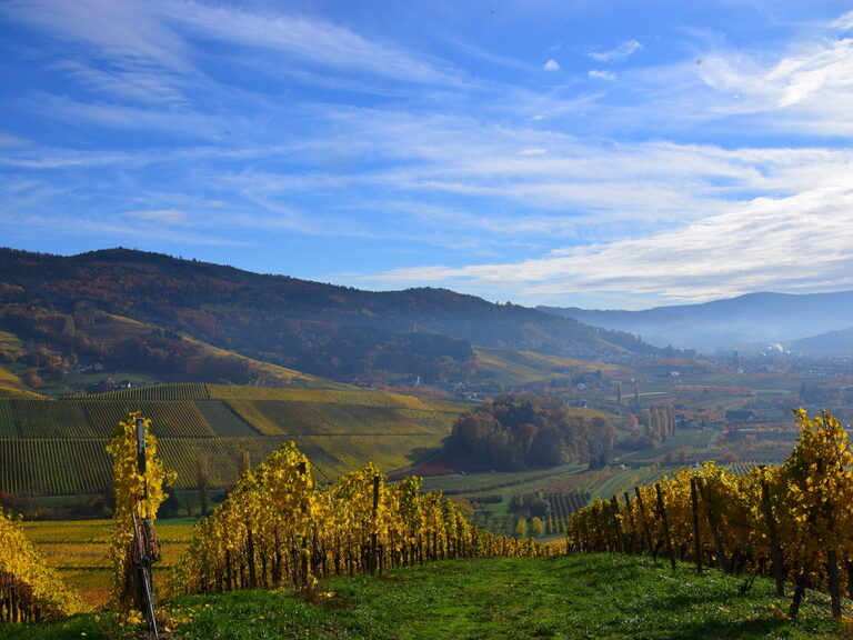 Es erstrecken sich Kilometer weit Weinberge an einem sonnigen Herbsttag