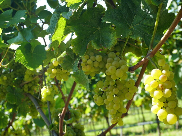 Ein voller Bund saftiger Trauben hängt an einer Rebe.