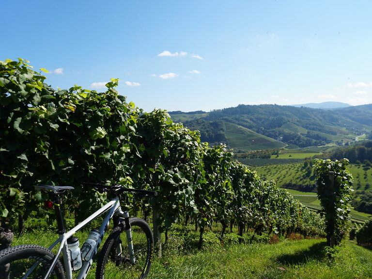 Ein Fahrrad steht mittig im Weinberg, von Sonnenlicht durchflutet.