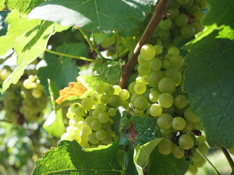 Ein Bündel grüner Trauben hängt an einem Weinstock.
