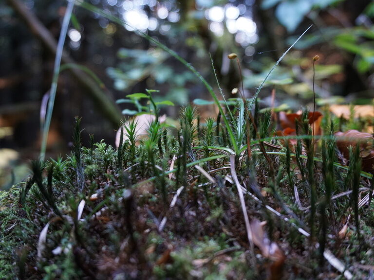 Auf einem Baumstock wächst Moos im mittleren Schwarzwald.