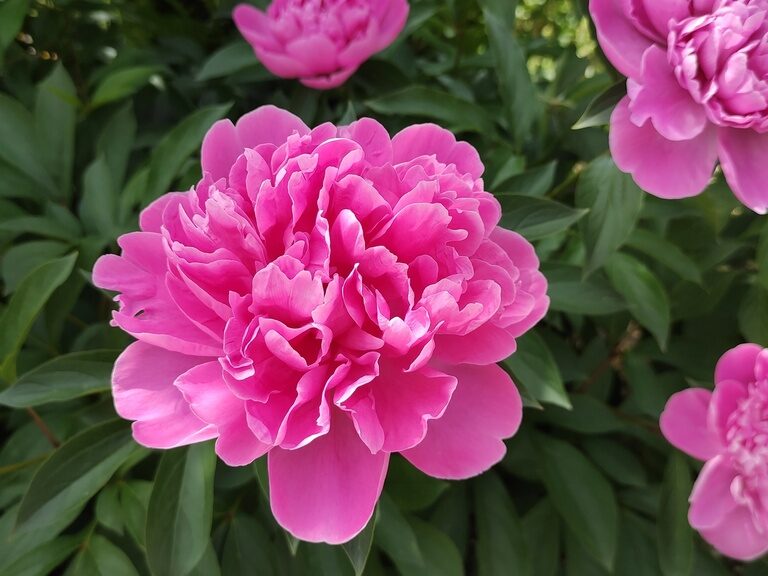 Eine rosa Blume mit grünen Blättern im Hintergrund.