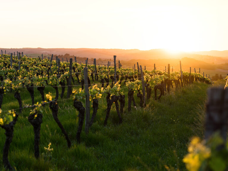 Hinter einem Weinberg mit unzähligen Weinreben geht die Sonne im Schwarzwald unter.