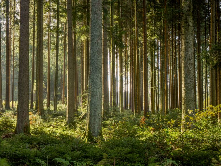 In einem dichten Wald im Schwarzwald schaffen die Sonnenstrahlen die Atmosphäre eines Filmes