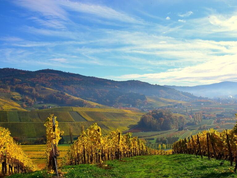 Die Berge und Weinberge im mittleren Schwarzwald im Herbst bieten eine malerische Kulisse für Naturliebhaber.