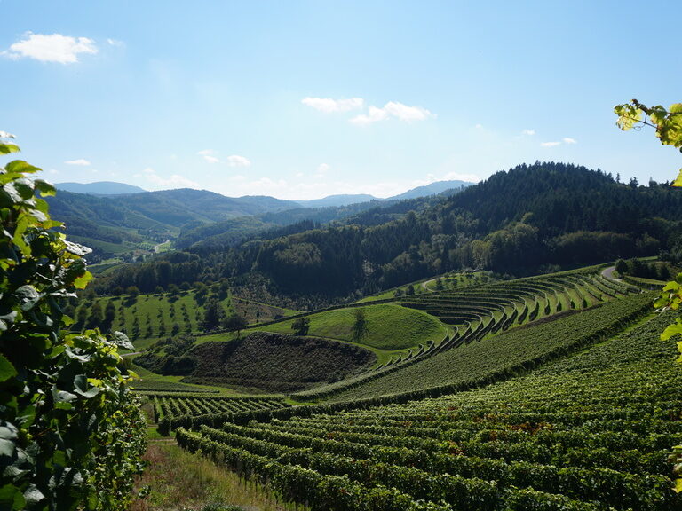 Über eine riesige Fläche erstrecken sich Weinberge im mittleren Schwarzwald